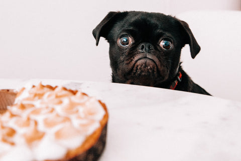 Dog looking at camera while next to a pie.