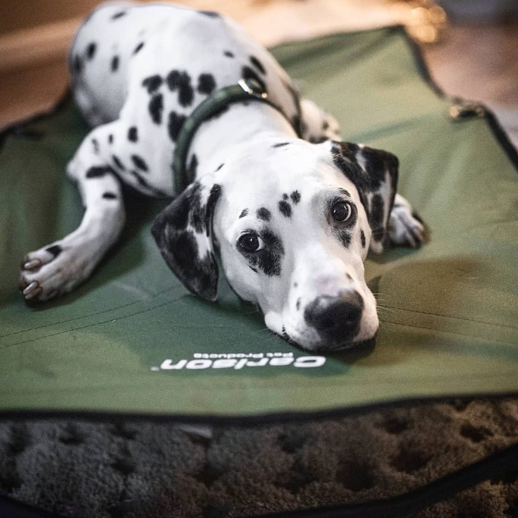 Dalmatian lying on green pop up bed 