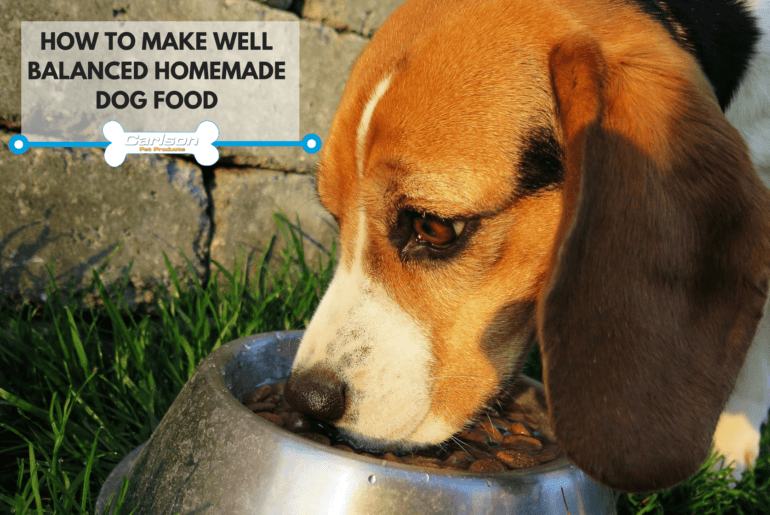 beagle eating out of dog bowl