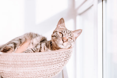 A tabby cat laying in a bed made out of perforated cardboard. They are in front of a window with sun shining down on them. 