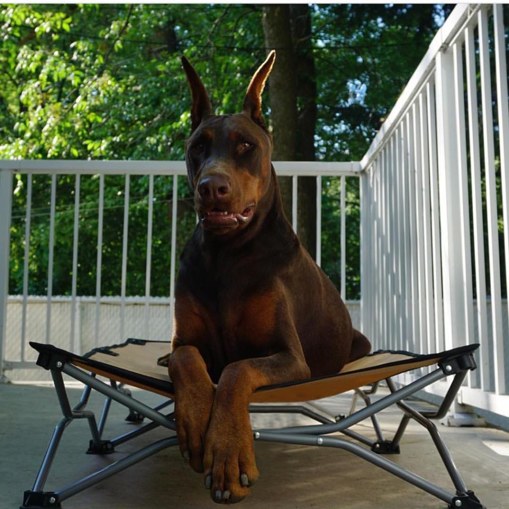 large brown and black dog on chair