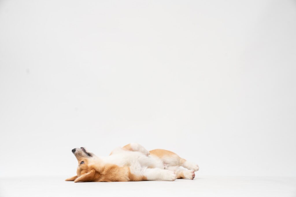 corgi laying on back in white void