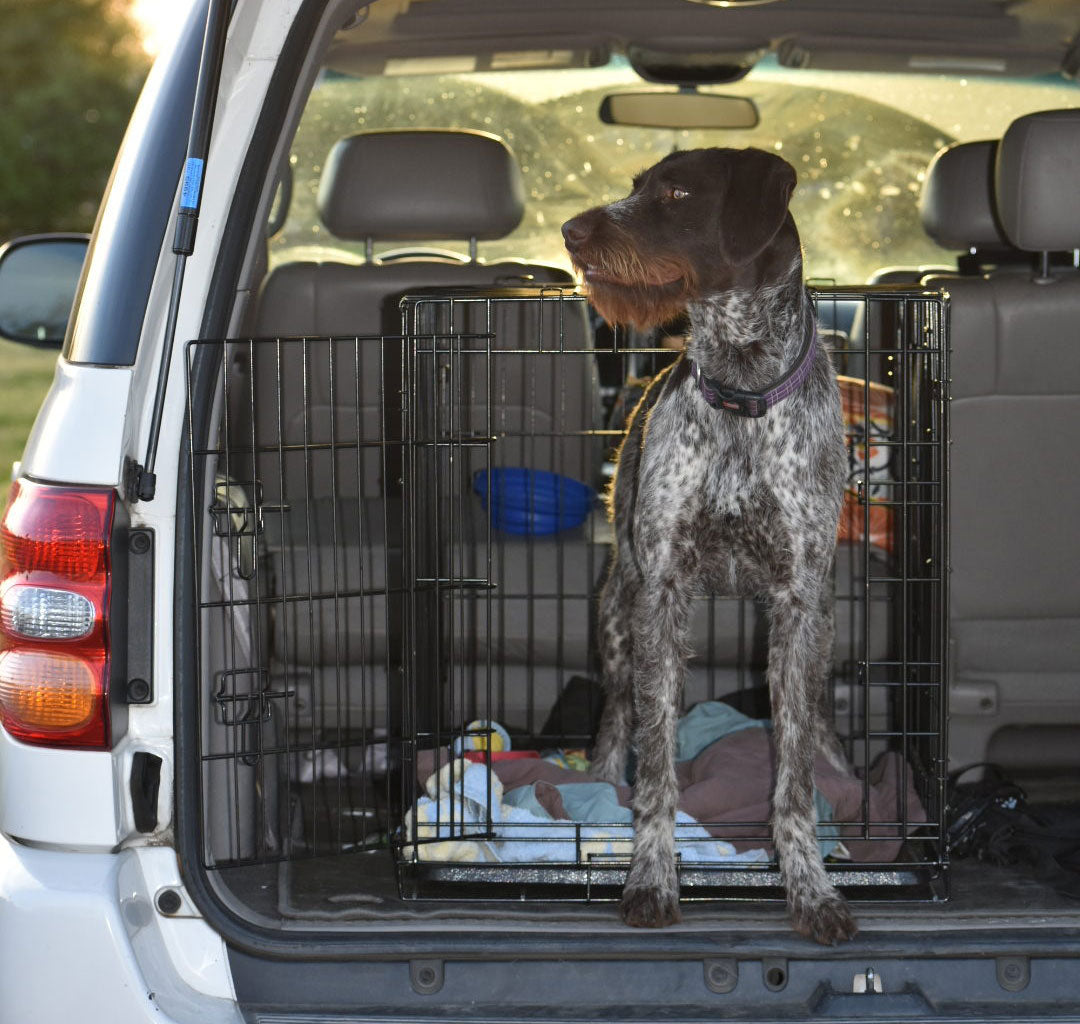 Spotted dog in back of car in a pet gate