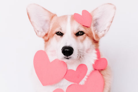 Dog with hearts around it.