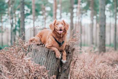 dog sitting on a stump of a tree in a forest.