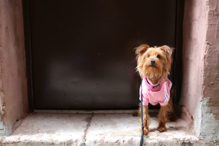 small brown dog in pink shirt 