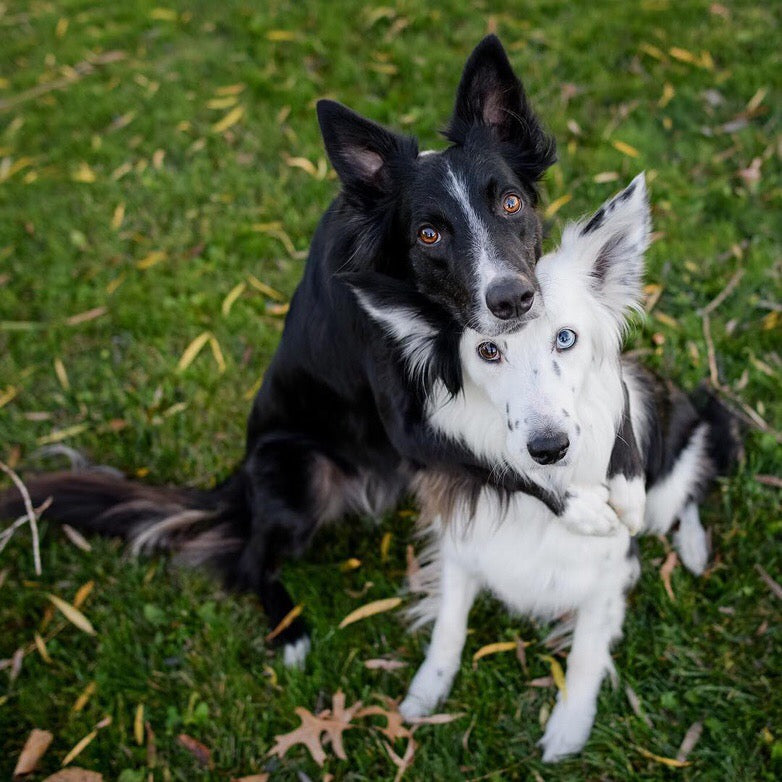 Two border collies hugging in green grass