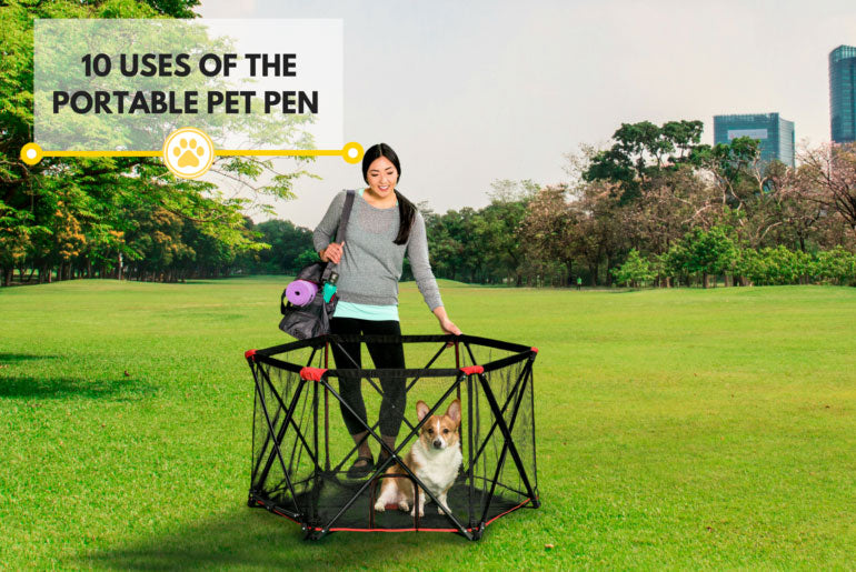 small dog in portable pet pen in park with woman