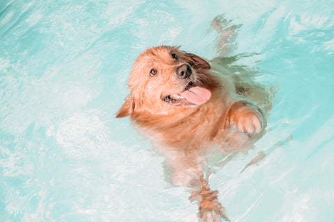 golden retriever swimming in a light blue pool.