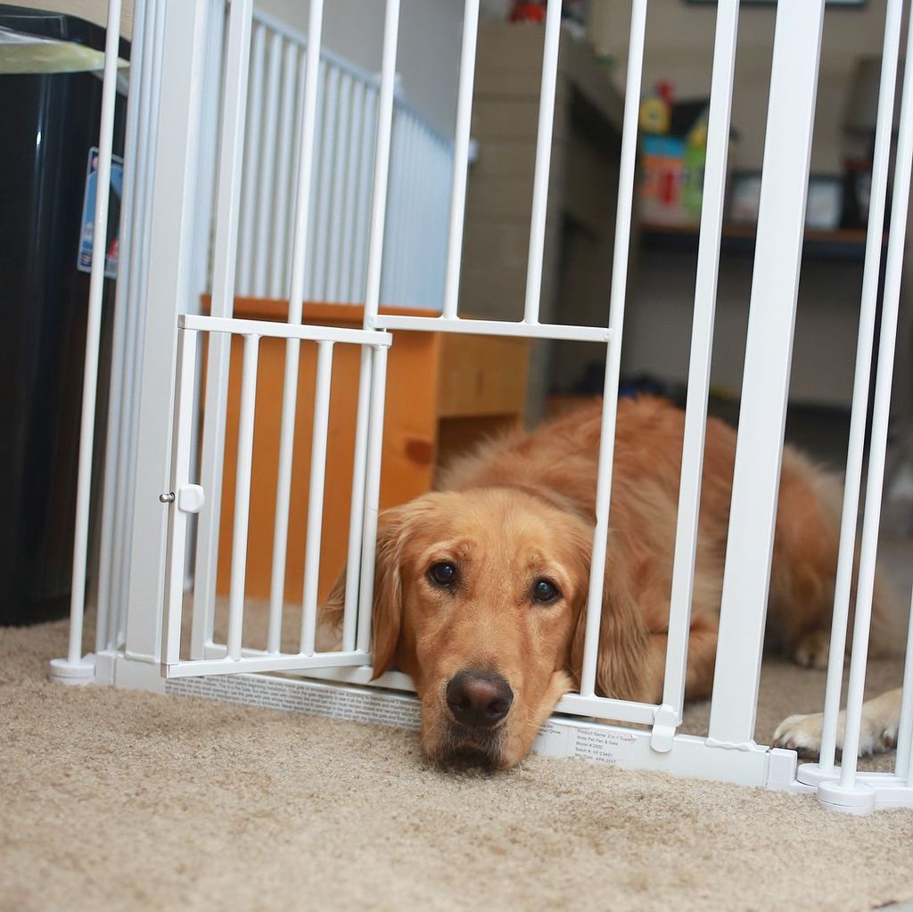 Golden retriever lying on the ground behind a pet gate and sticking it's head through the opening