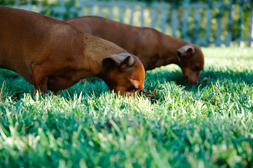 2 long brown dogs eating in the grass