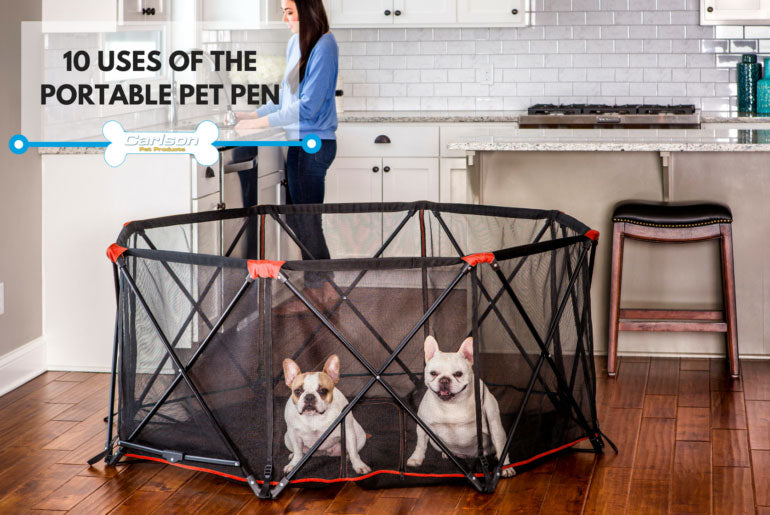 2 small dogs in portable play pen in kitchen