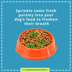 bowl of kibble with parsley