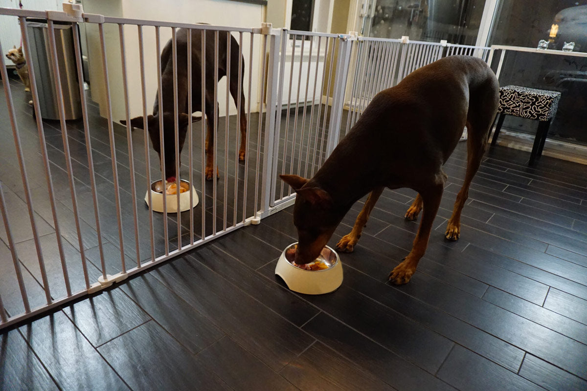 2 large dogs eating food with a pet gate separating them