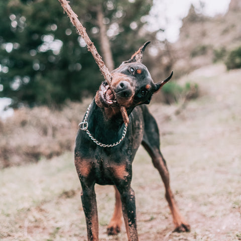 large black and brown dog playing with a stick