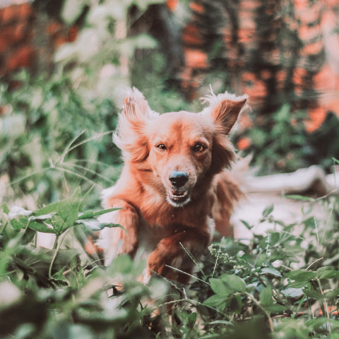 golden retriever in a garden