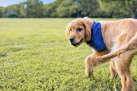 dog in field