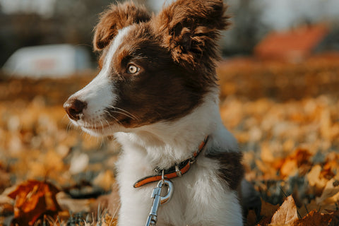 Dog sitting in a corn field.