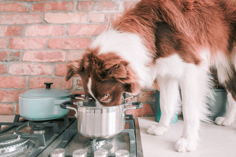 Dog eating out of a stock pot on a kitchen counter.