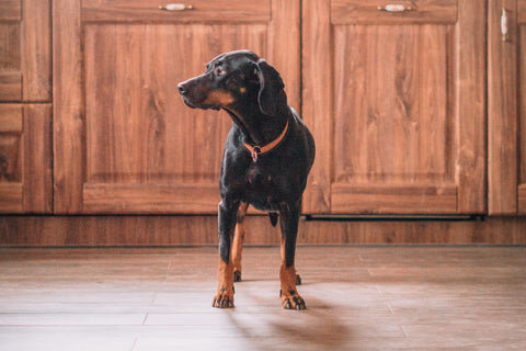 Dog standing in kitchen.