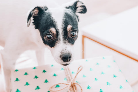 Dog next to Christmas Gift