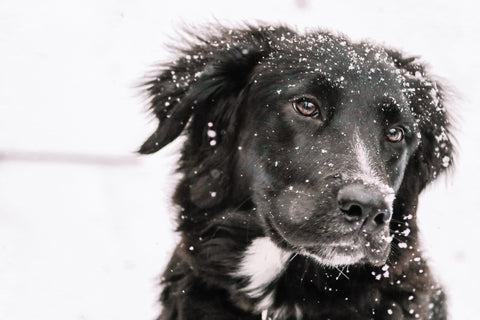 Black dog with snow on their face.