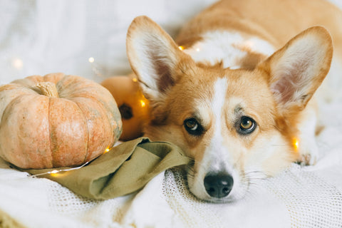 Dog sitting next to a pumpkin.