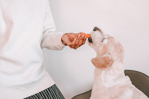 white dog eating an orange carrot.