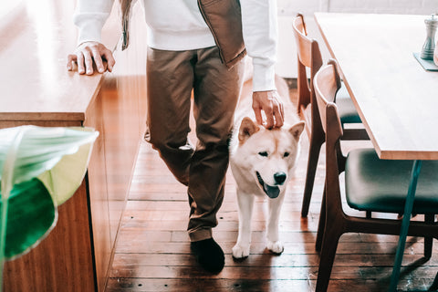Dog in a kitchen walking next to man.