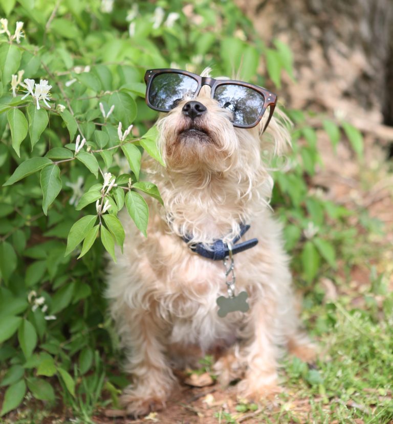 small blonde dog wearing sunglasses in a bush