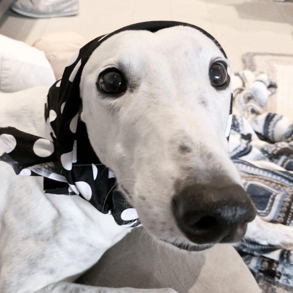 close up of white greyhound with a polkadot scarf