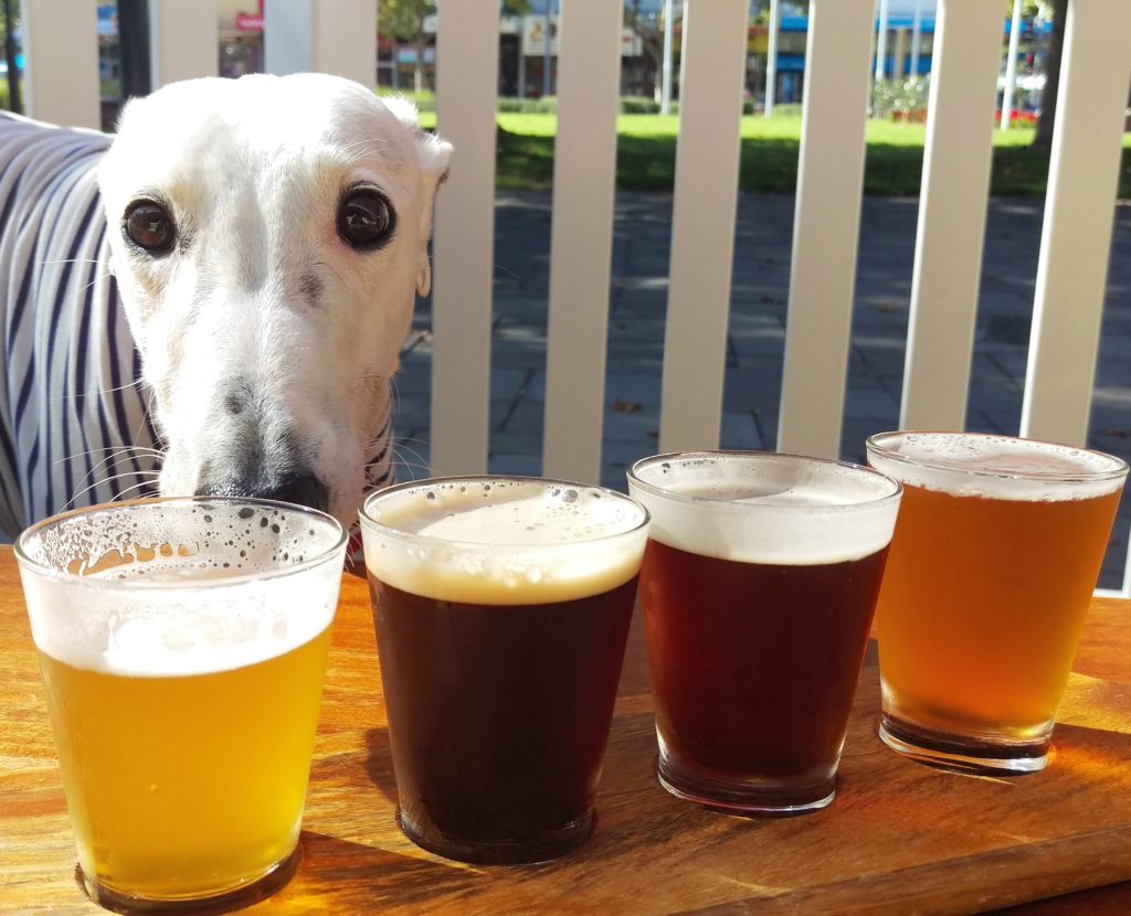 white greyhound behind 4 glasses of beer