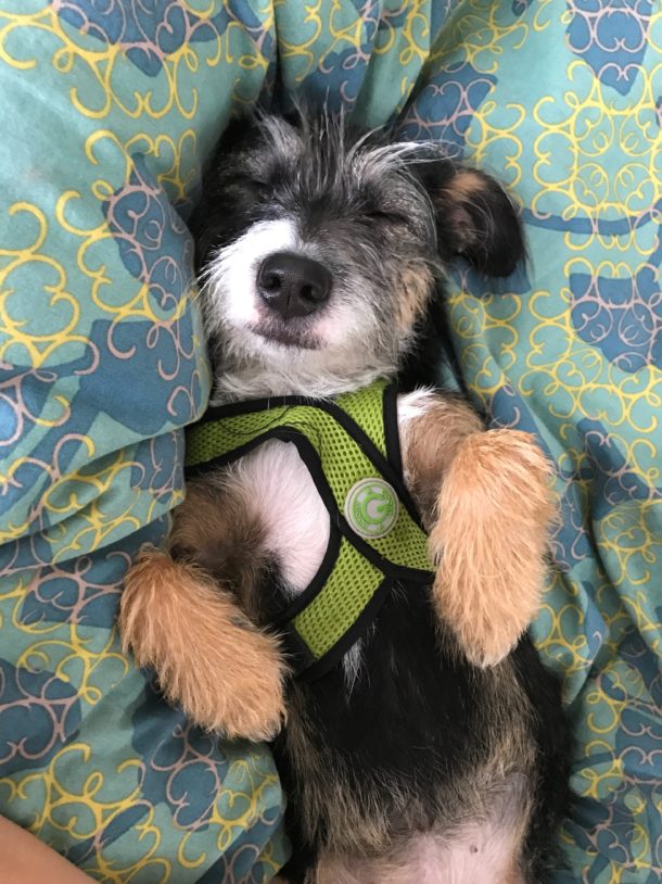 Scruffy dog sleeping on it's back with a harness