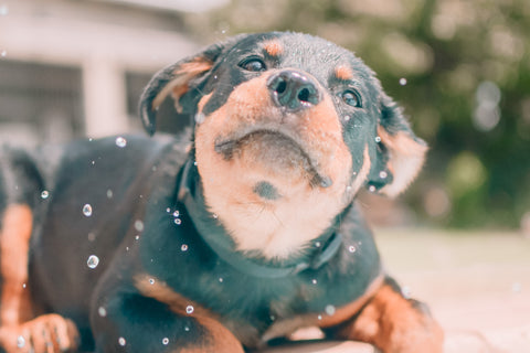 a wet brown and black puppy. 