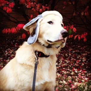 blonde dog wearing hat
