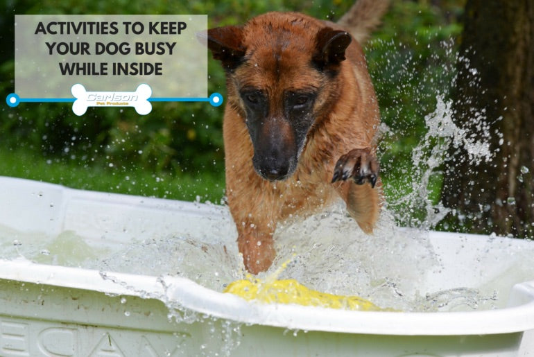 brown dog splashing in water