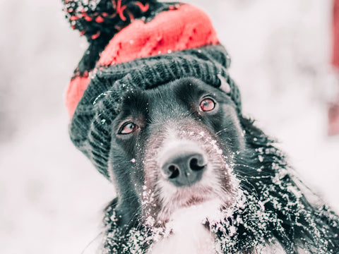 Dog wearing winter hat with snow on their wiskers.