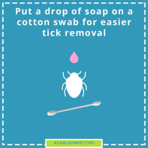 tick and cotton swab