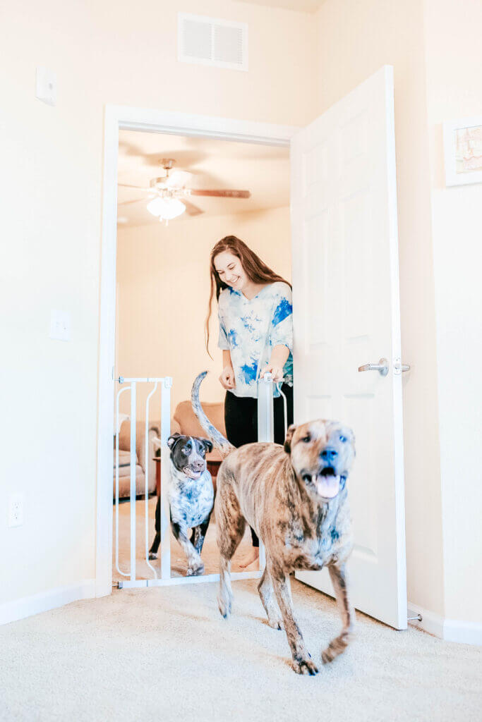 2 large dogs entering room that has dog gate being opened by woman