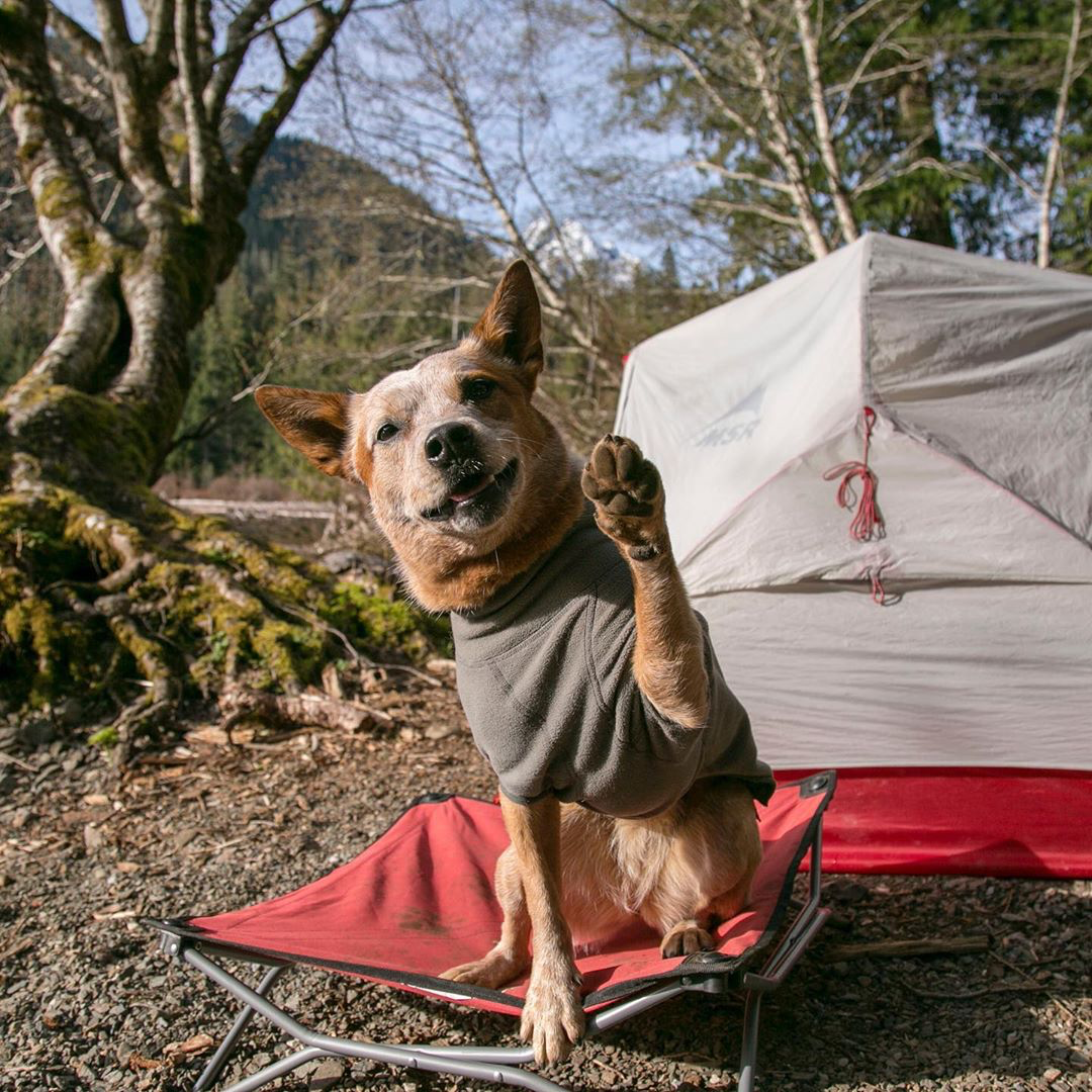 Heeler dog waving hello on a bed bed while camping