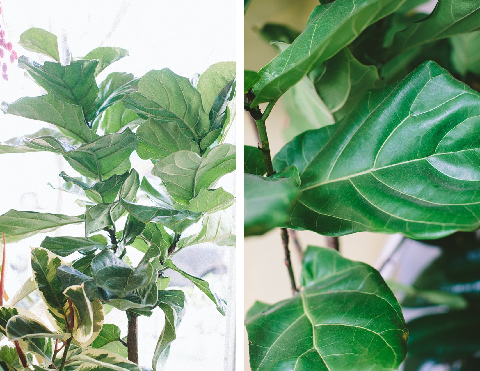 wildflora blog plant parenthood fiddle leaf fig ficus lyrata