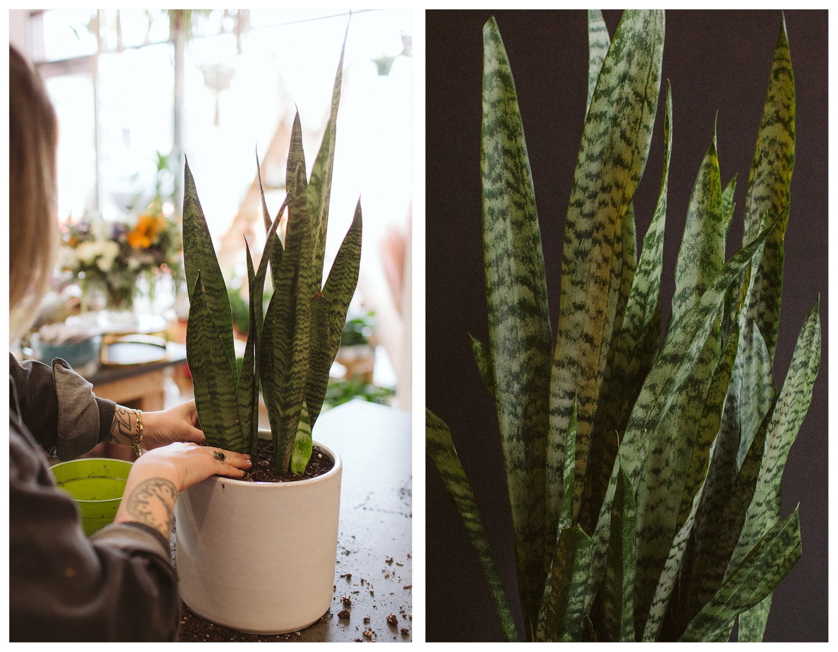 air purifying plants snake plant