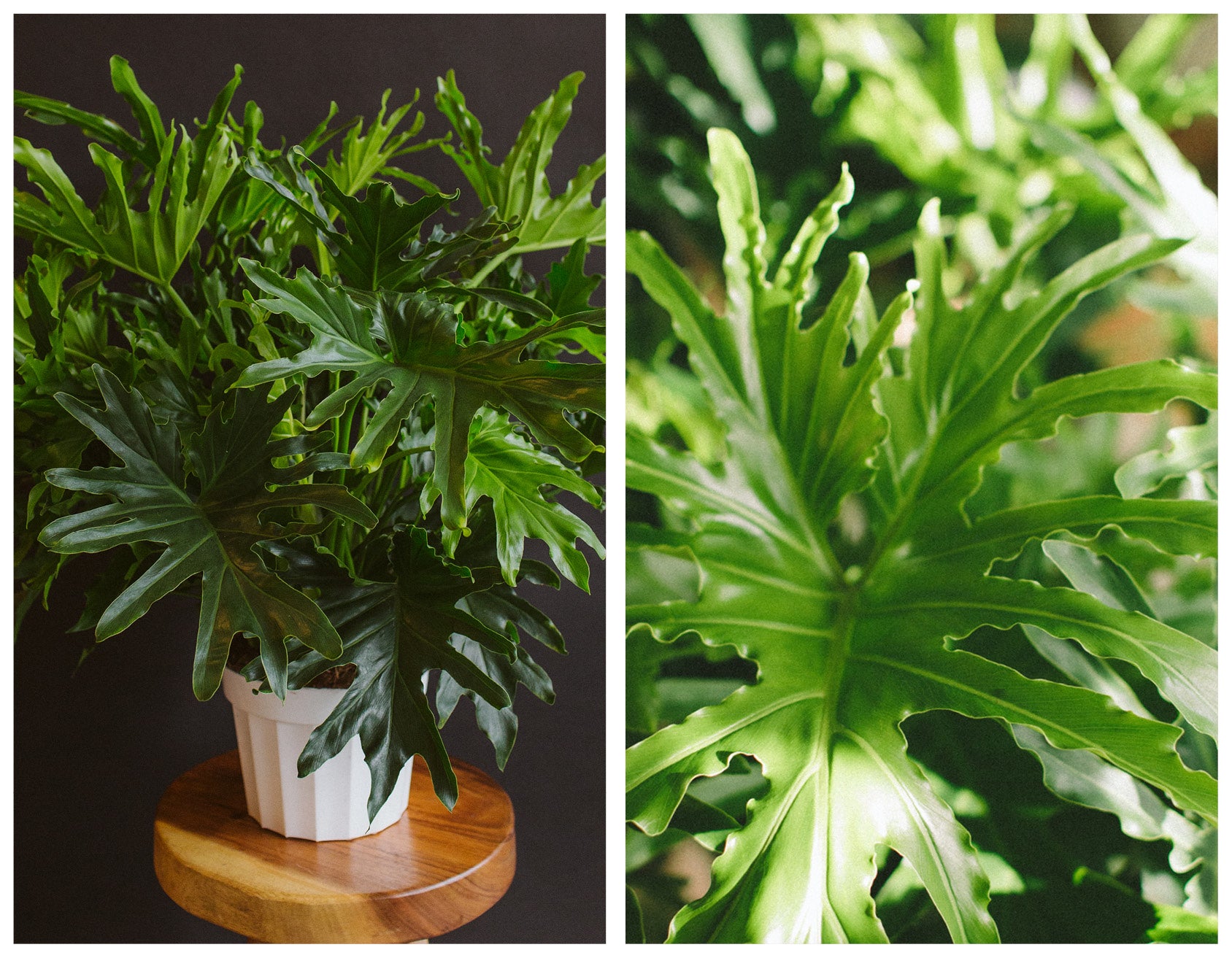 air purifying plants philodendron