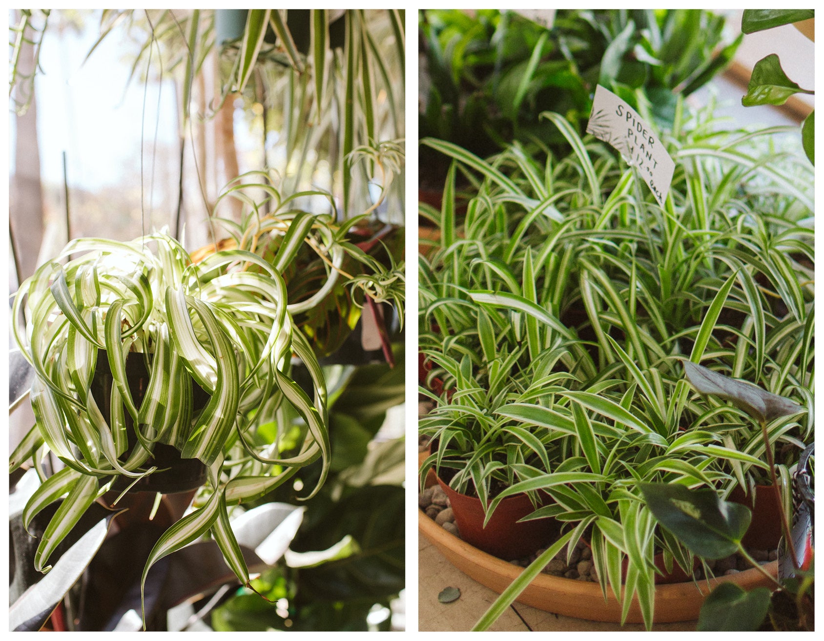 air purifying plants spider plant