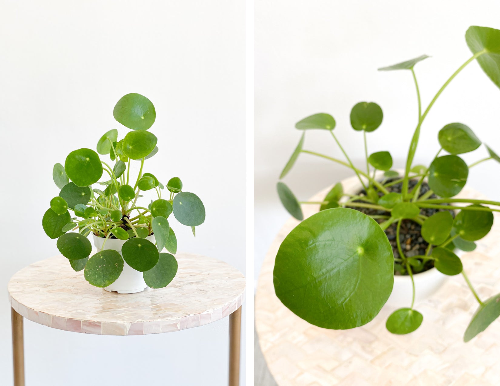 wildflora plant parenthood pilea peperomioides chinese money ufo lefse missionary green plant round circle leaves foliage care about light water sun how to