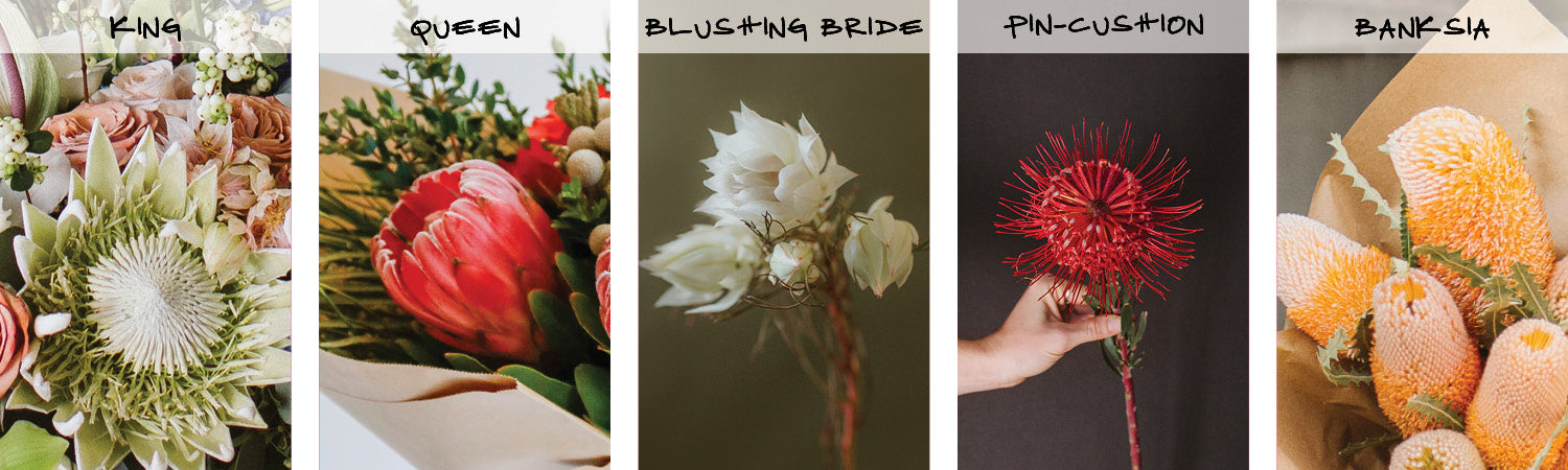 protea wildflora blog types banksia king queen blushing bride pincushion 