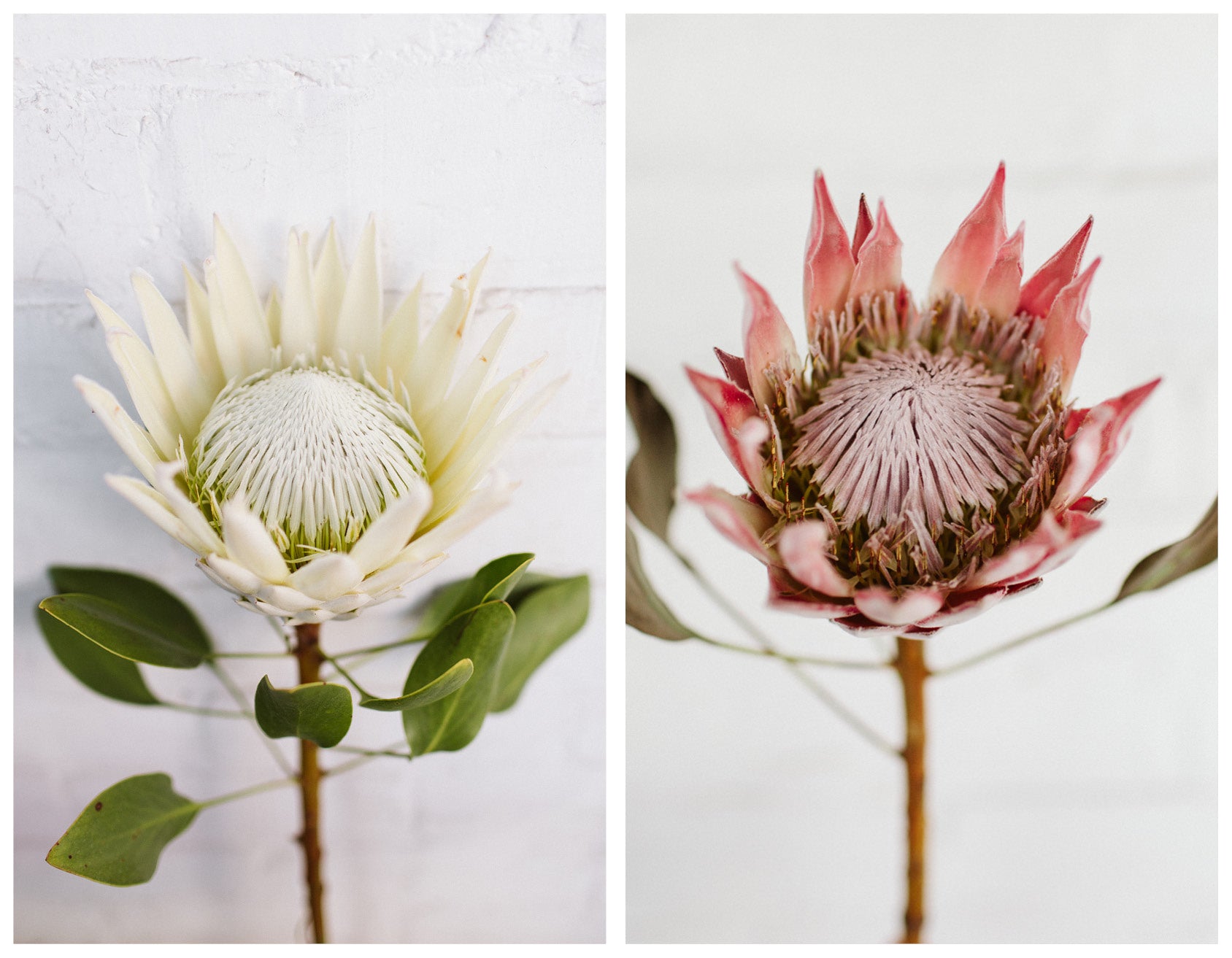 protea wildflora blog feature flower friday