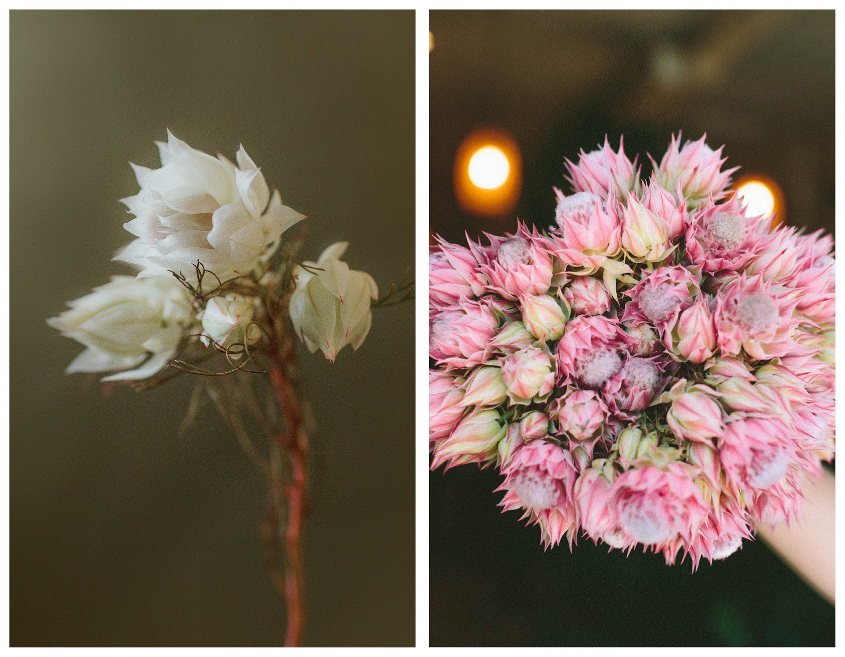 protea wildflora blog feature flower friday blushing bride