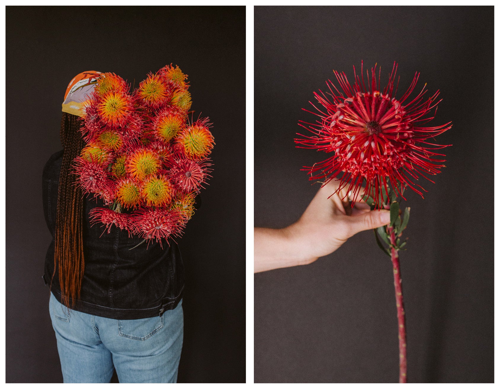 protea wildflora blog feature flower friday pincushion banksia