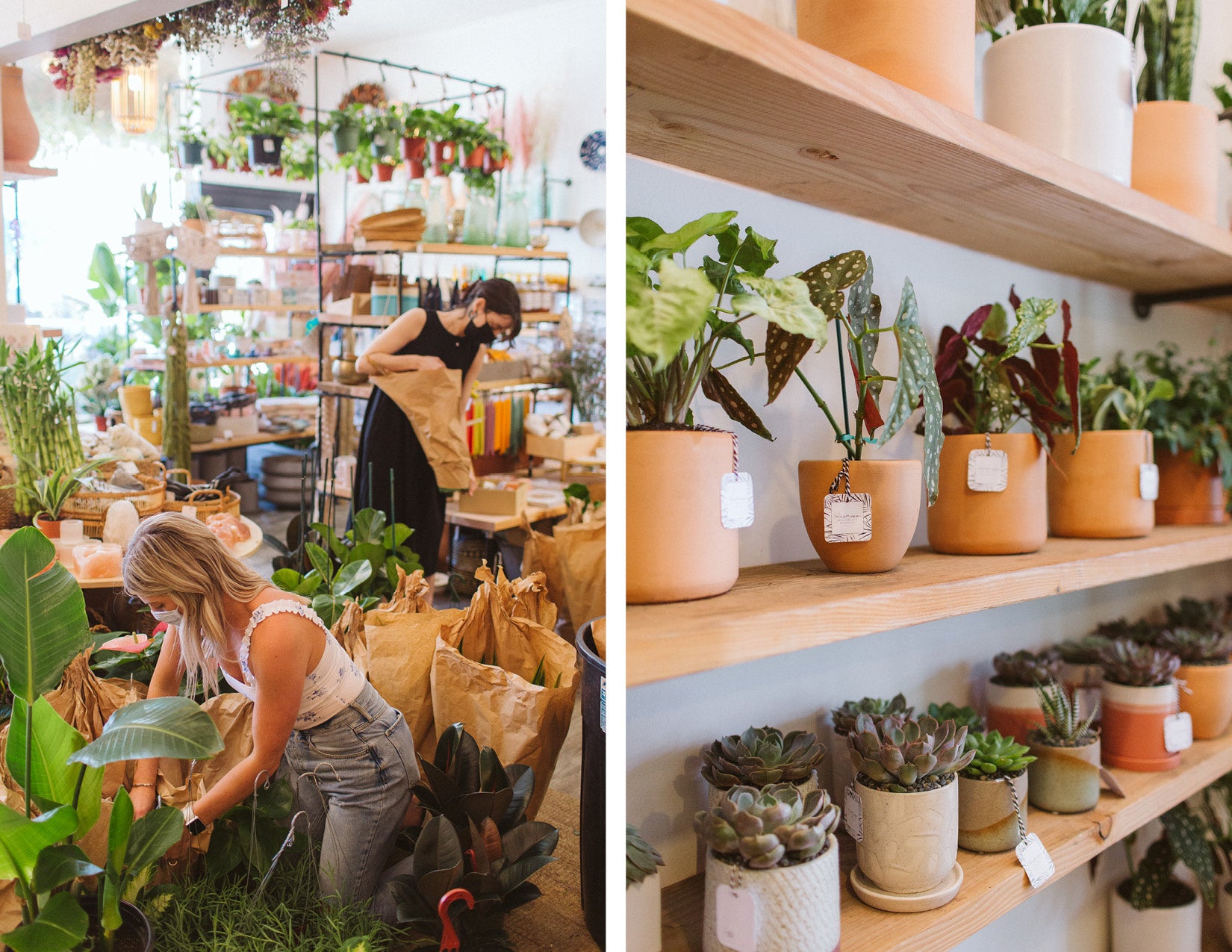 WildFlora small shop Saturday holiday business woman-owned behind the scenes house plants potted terracottaflorist